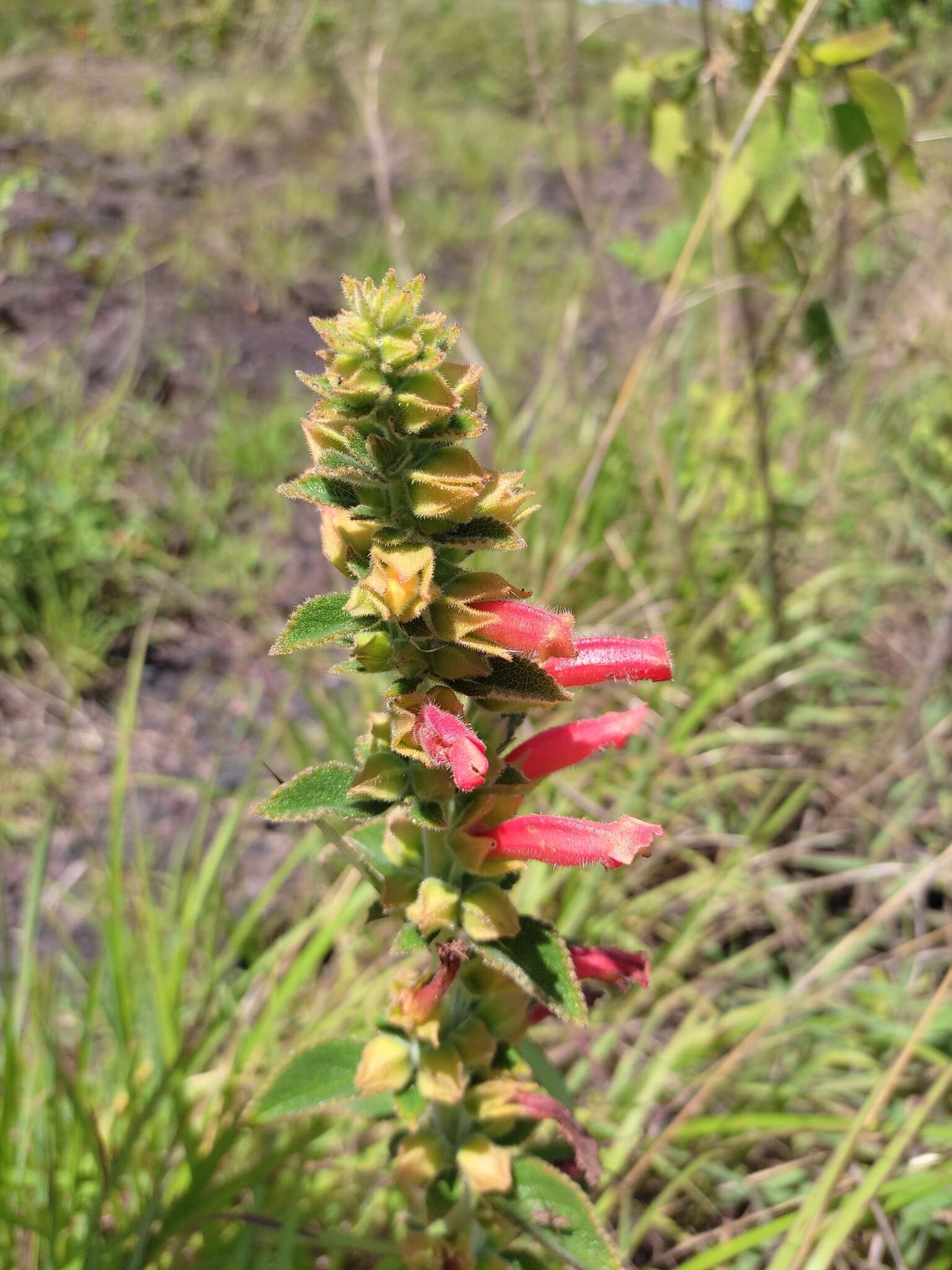 Image of Sinningia incarnata (Aubl.) Denham