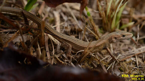 Image of Mountain grass lizard