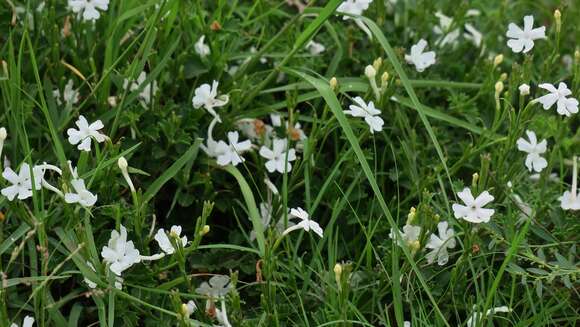 Plancia ëd Chascanum cuneifolium (L. fil.) E. Mey.