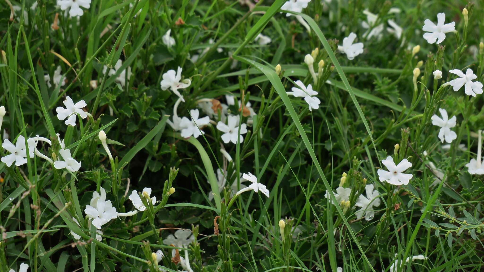 Imagem de Chascanum cuneifolium (L. fil.) E. Mey.