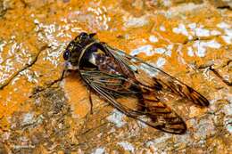 Image of Odopoea strigipennis (Walker & F. 1858)