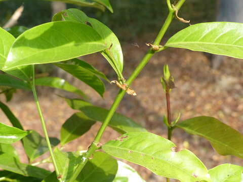 Plancia ëd Aporosa cardiosperma (Gaertn.) Merr.