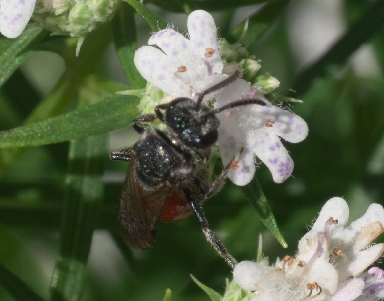 Image of Sphecodes heraclei Robertson 1897