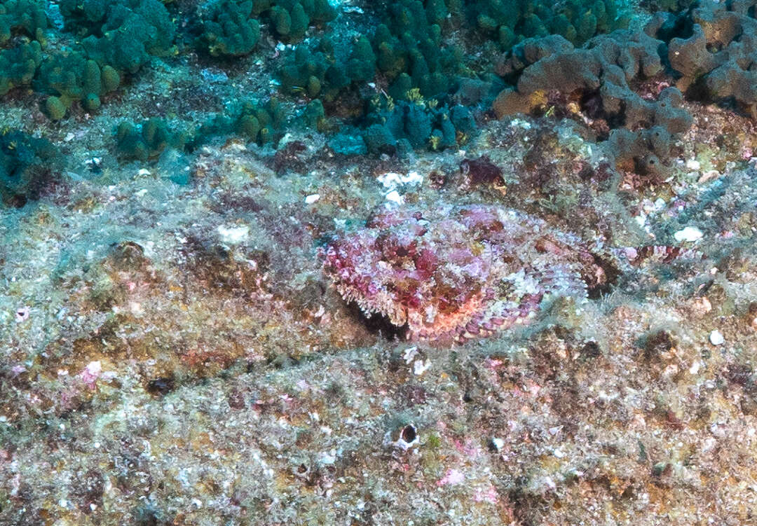 Image of Pacific Spotted Scorpionfish
