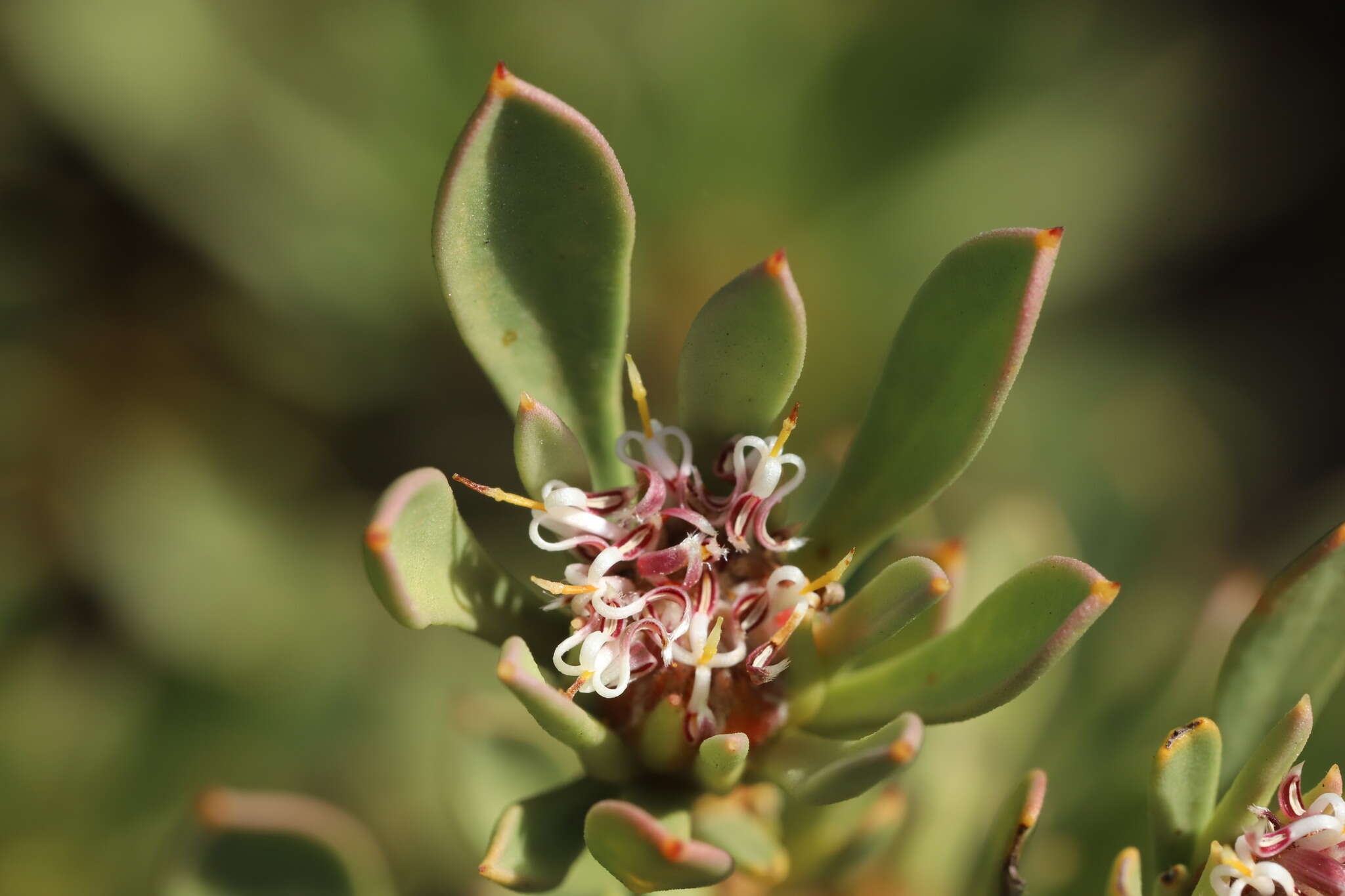 Image of Isopogon buxifolius R. Br.