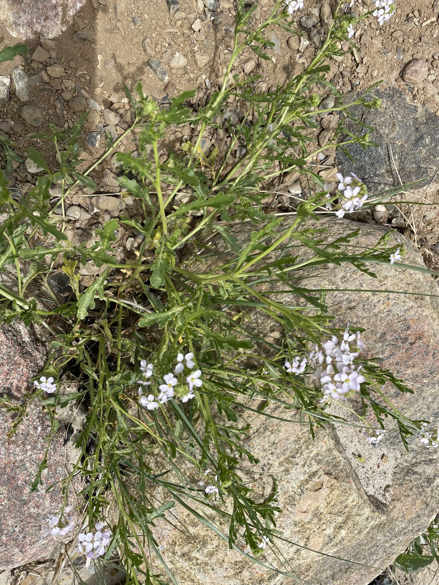 Imagem de Cakile maritima subsp. maritima