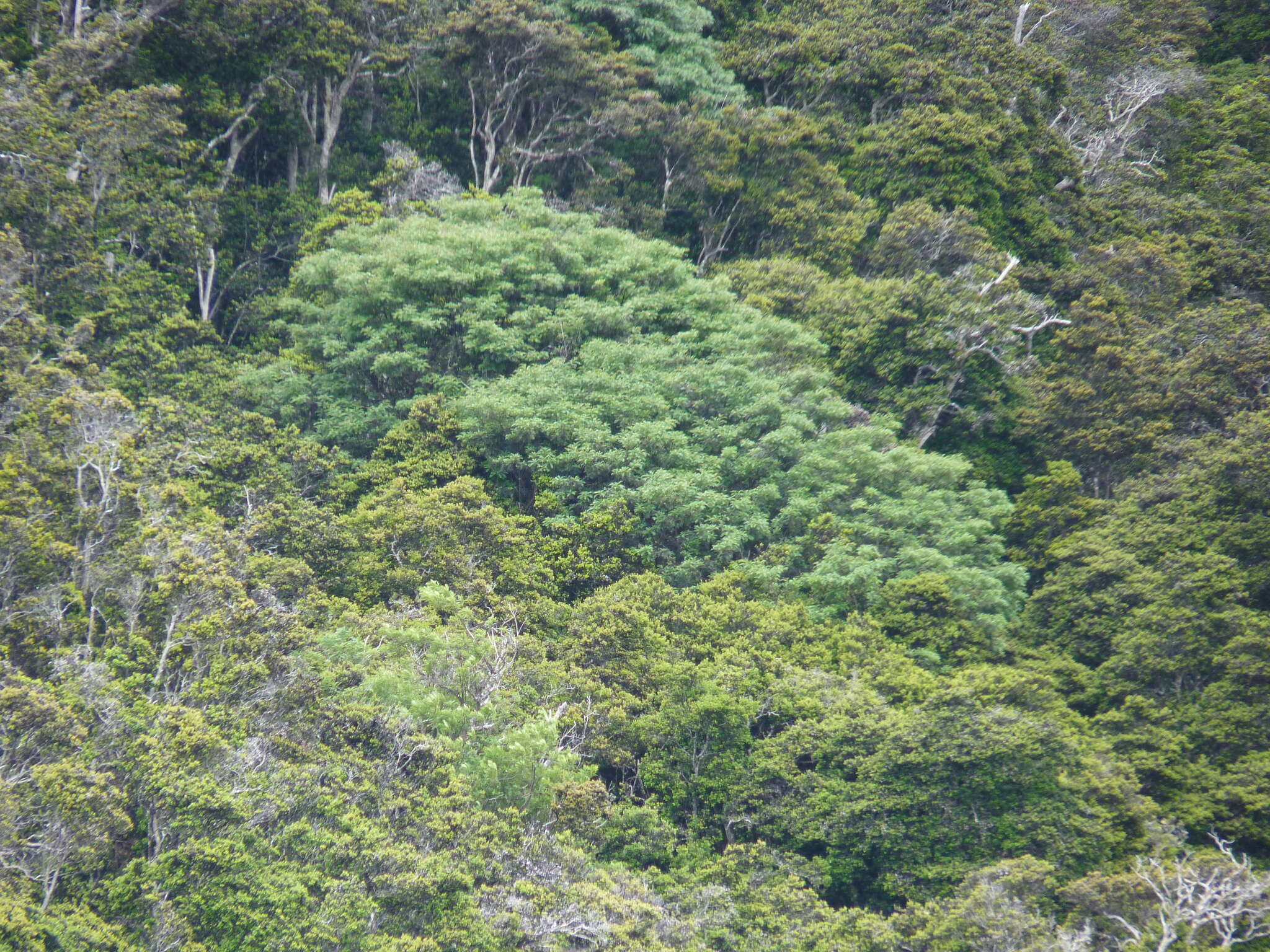 Image of Zanthoxylum externum (Skottsb.) Fosberg