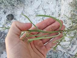 Image of Matthiola fragrans (Fisch.) Bunge