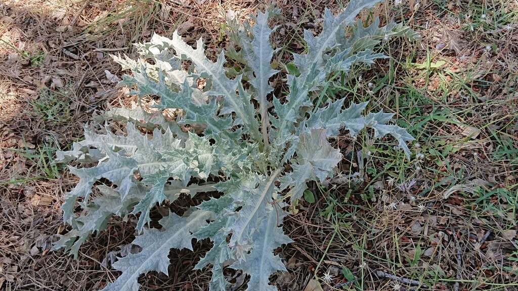 Image of Illyrian cottonthistle