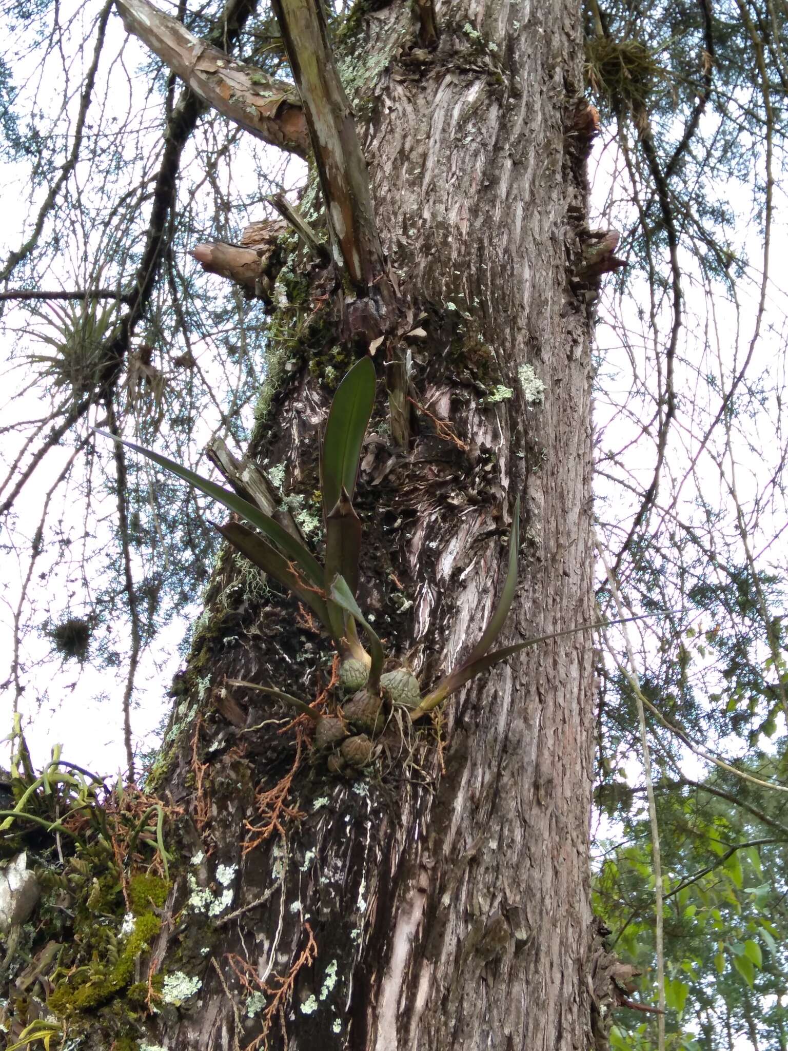 Image of Encyclia candollei (Lindl.) Schltr.