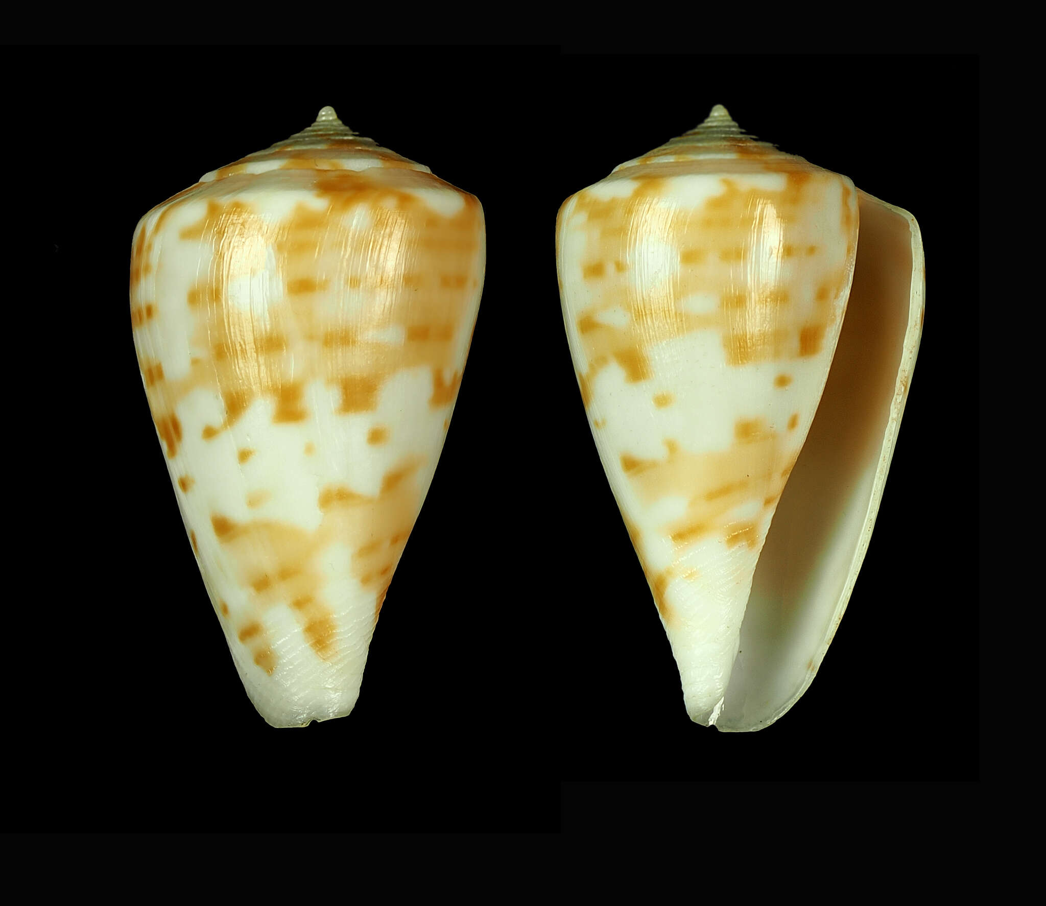 Conus angasi Tryon 1884的圖片