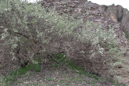 Plancia ëd Pyrus salicifolia Pall.