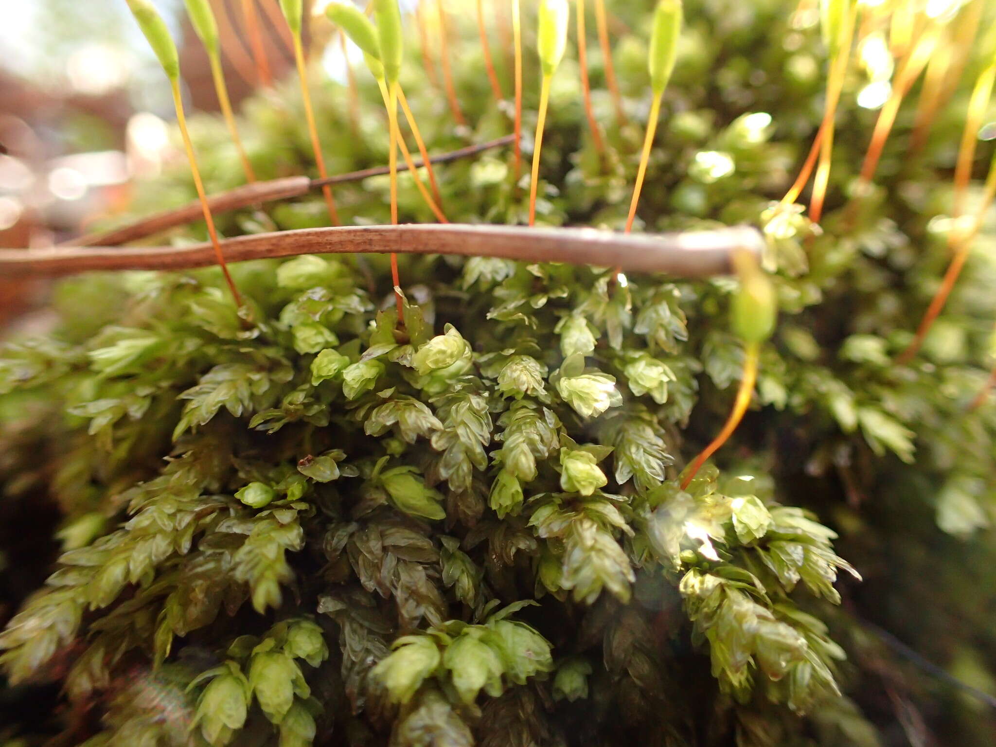 Image of aulacomnium moss
