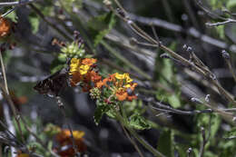 Image of Acacia Skipper