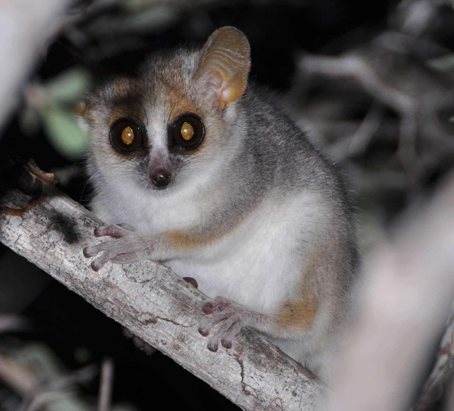 Image of Gray-brown Mouse Lemur