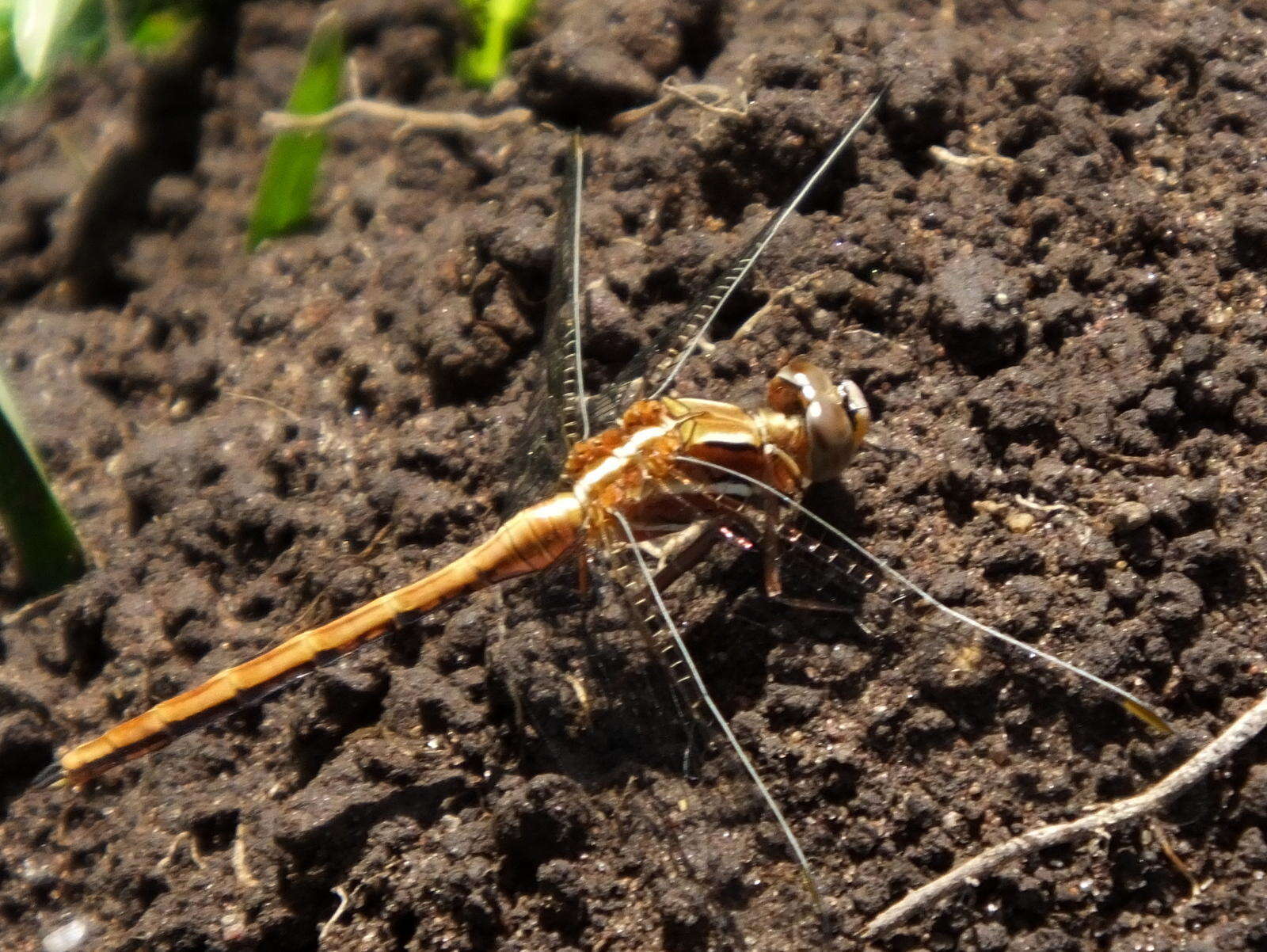 Image of Two-striped Skimmer