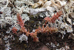 Image of Siberian pygmyweed