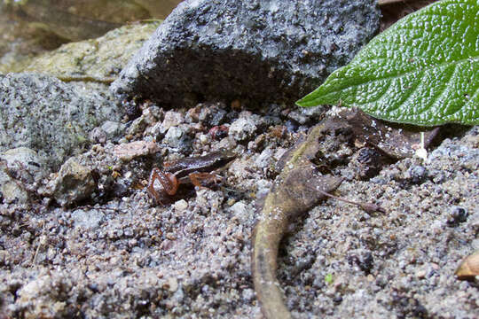 Image of Silverstoneia nubicola (Dunn 1924)