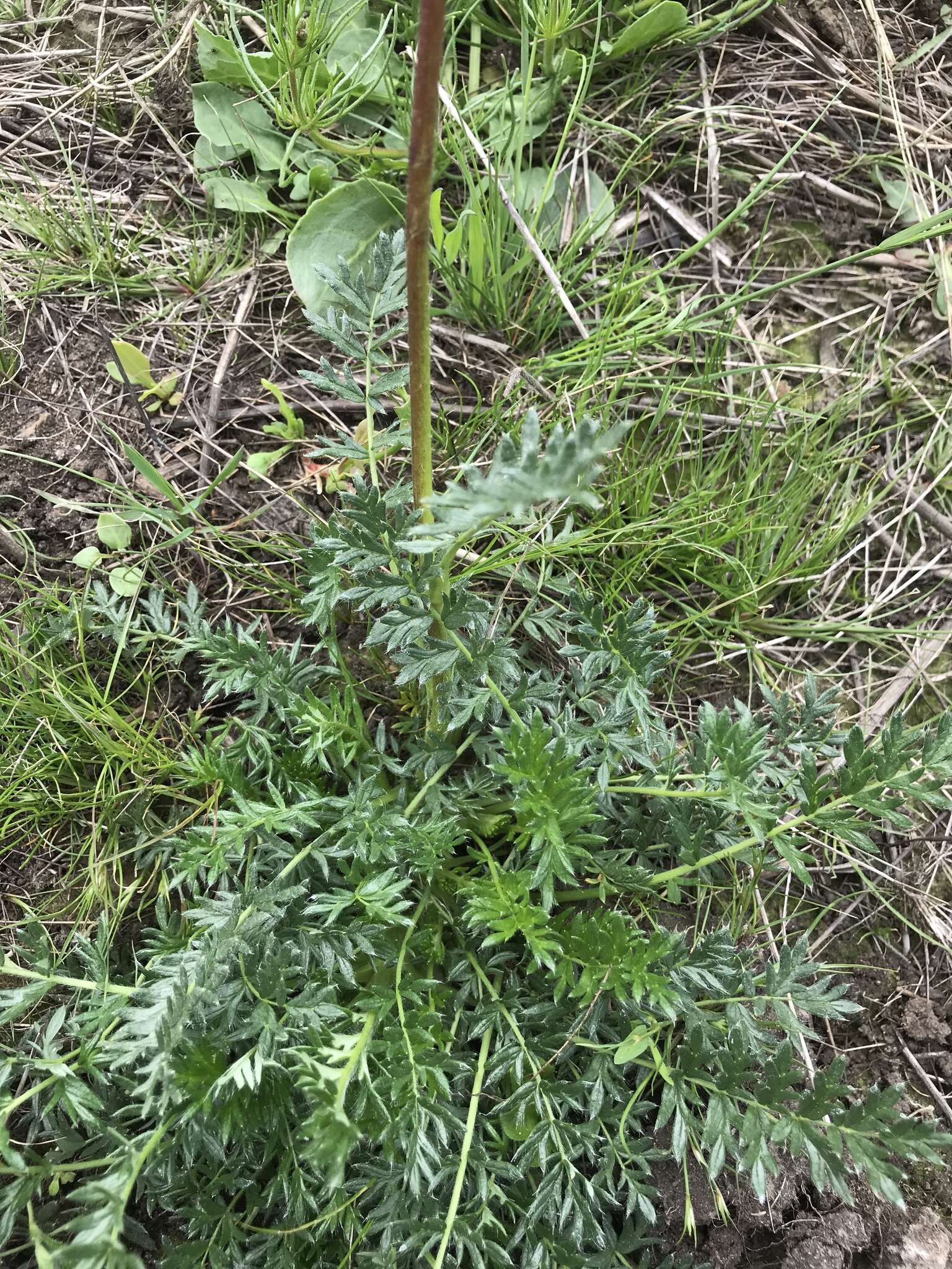 Plancia ëd Acaena pinnatifida Ruiz & Pav.