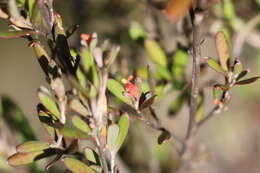 Image of Grevillea pauciflora R. Br.