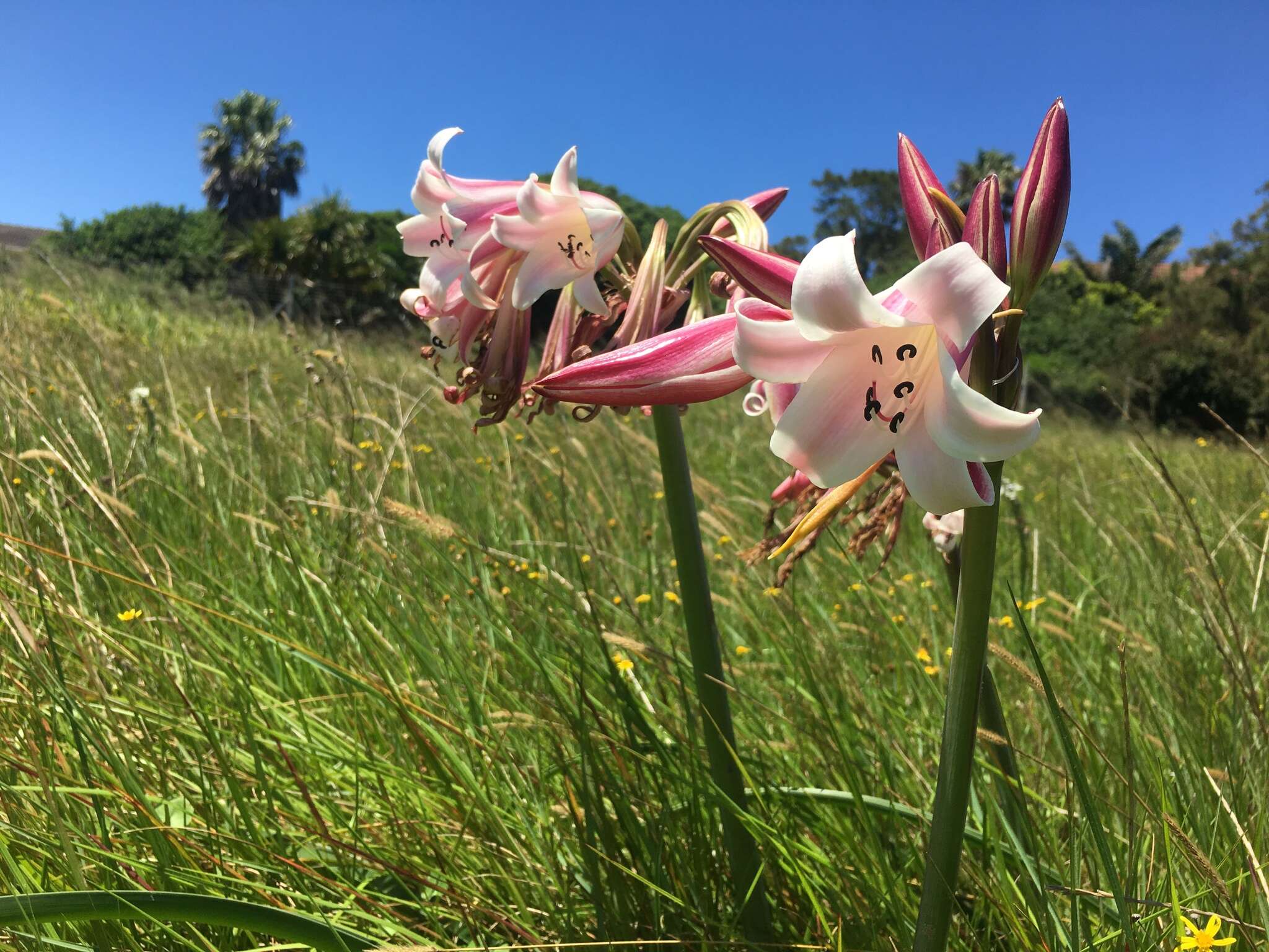 Image of Crinum lineare L. fil.