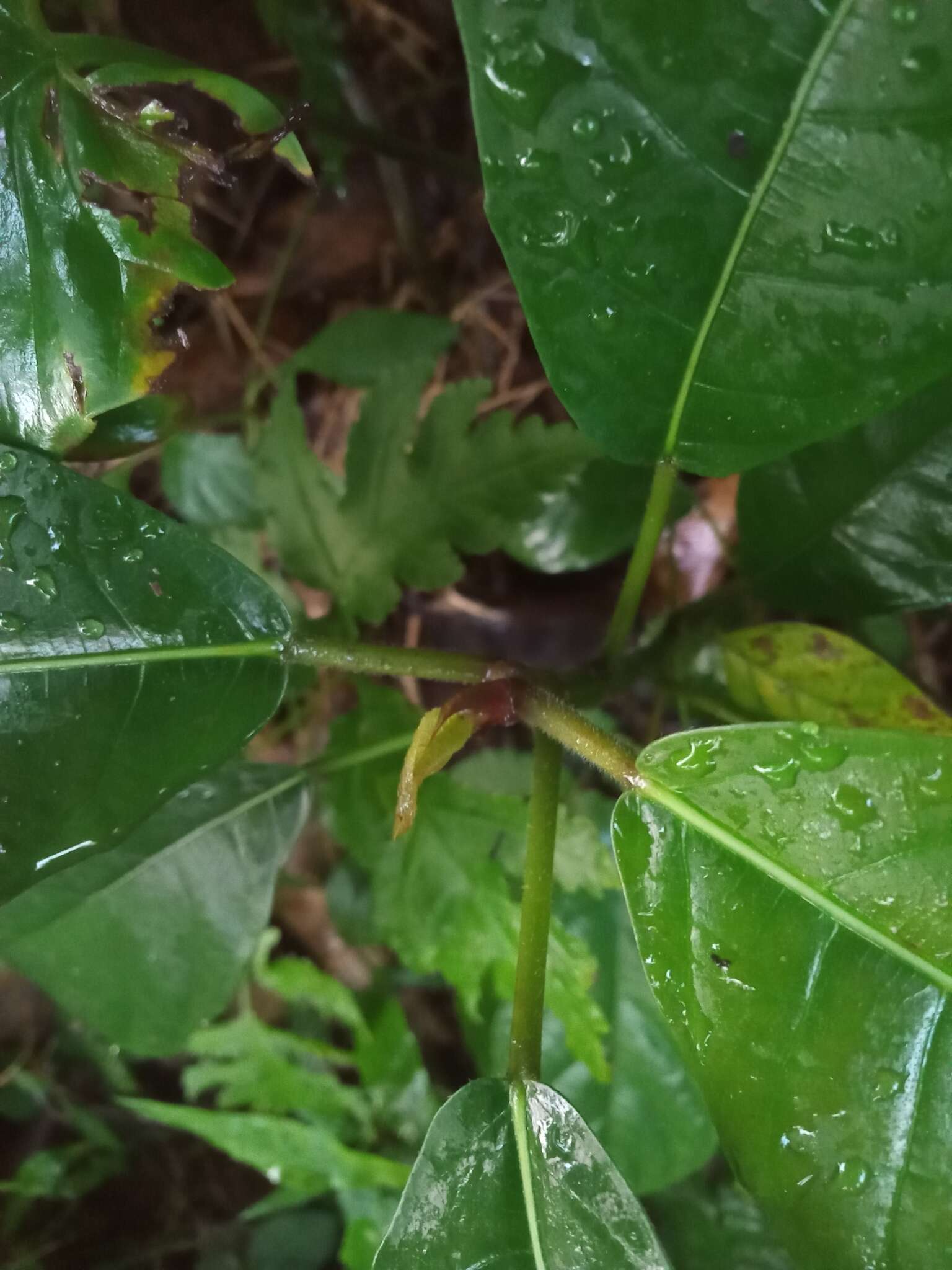 Image of Ficus callosa Willd.