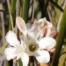 Image of Orianthera judithiana (B. J. Conn) C. S. P. Foster & B. J. Conn