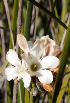 Image of Orianthera judithiana (B. J. Conn) C. S. P. Foster & B. J. Conn