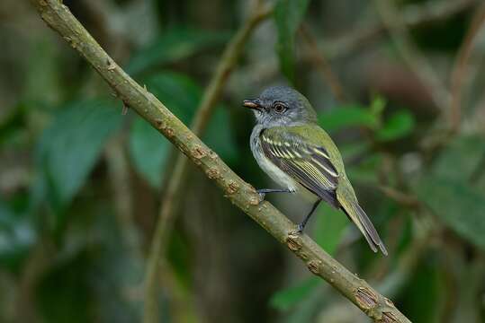 Image of Gray Elaenia