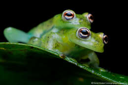 Image of Glass frog