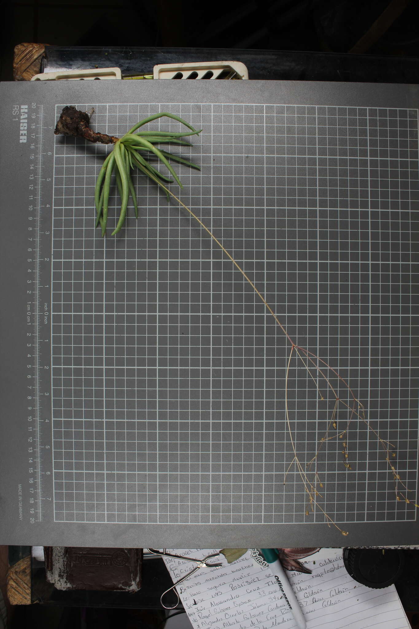 Image of Phemeranthus palmeri (Rose & Standl.) T. M. Price