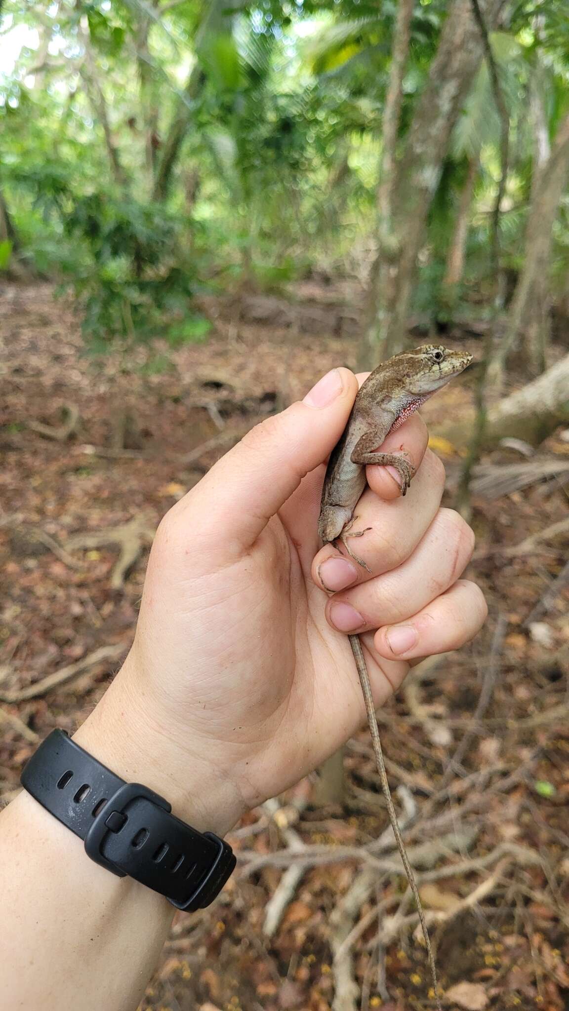 Image of Anolis bicaorum (Köhler 1996)