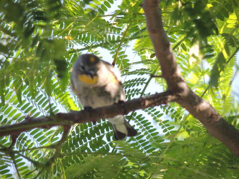 Imagem de Setophaga coronata (Linnaeus 1766)