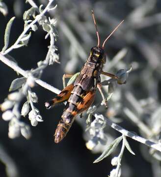 Image of Arid Lands Spur-Throat Grasshopper