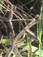 Image of Durban crowfoot grass