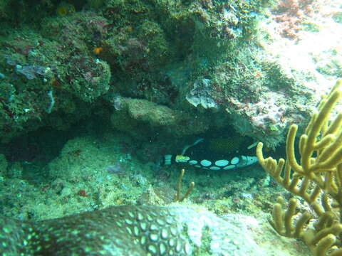 Image of clown triggerfish