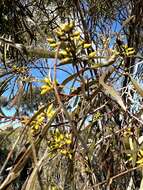 Image of Green mallee