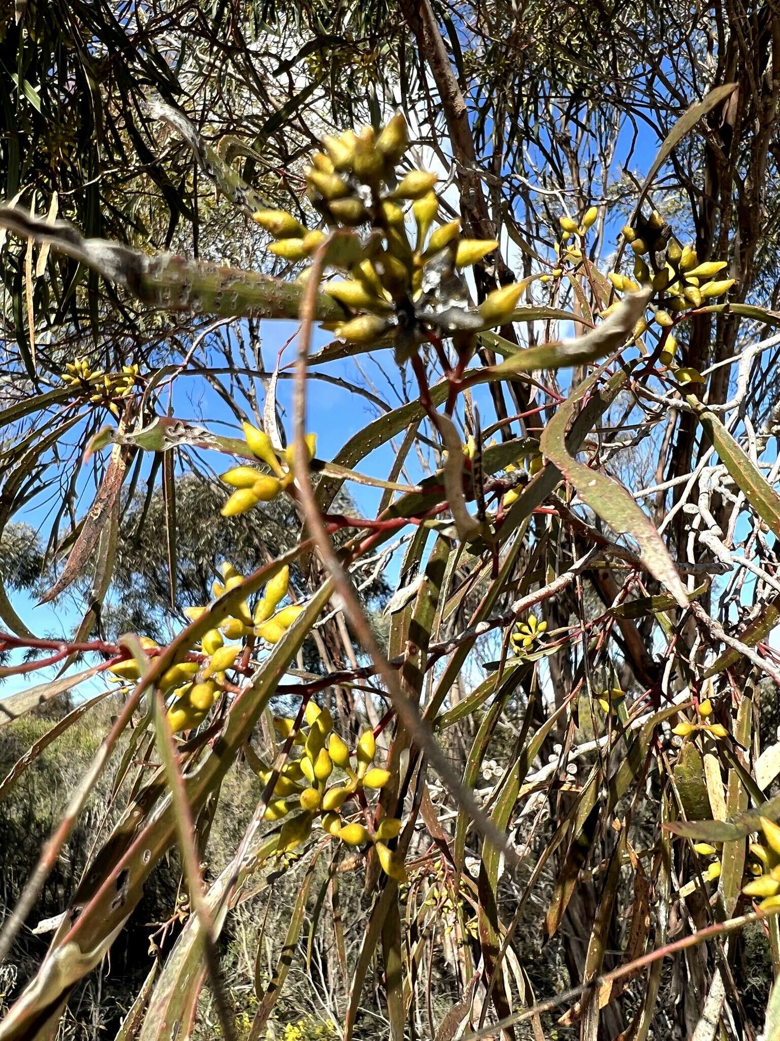 Image of Green mallee