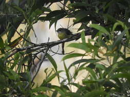 Image of Fairy Gerygone