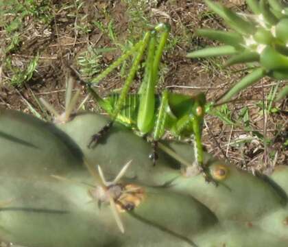 Image of Greater Arid-land Katydid