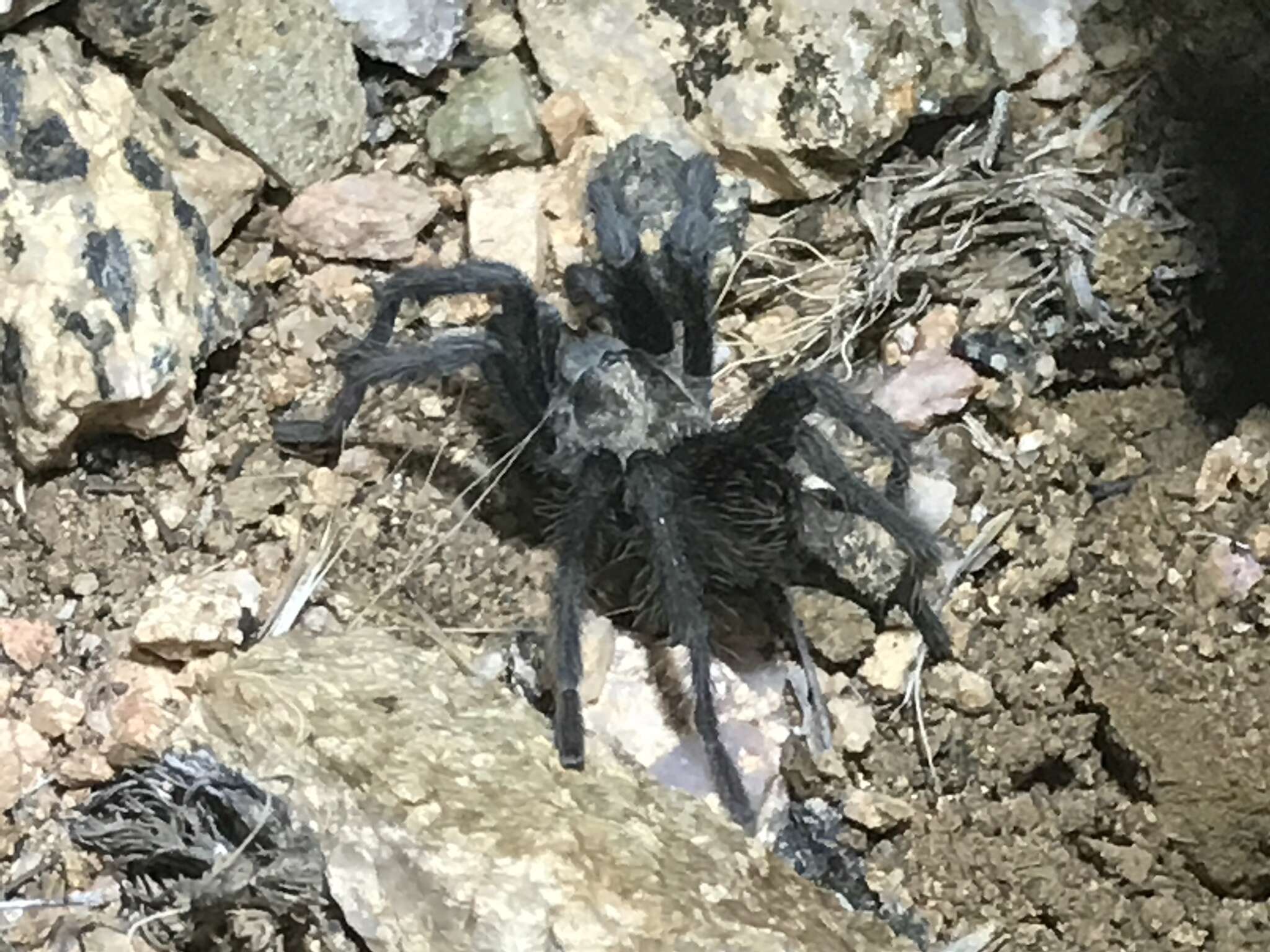 Image of Aphonopelma prenticei Hamilton, Hendrixson & Bond 2016