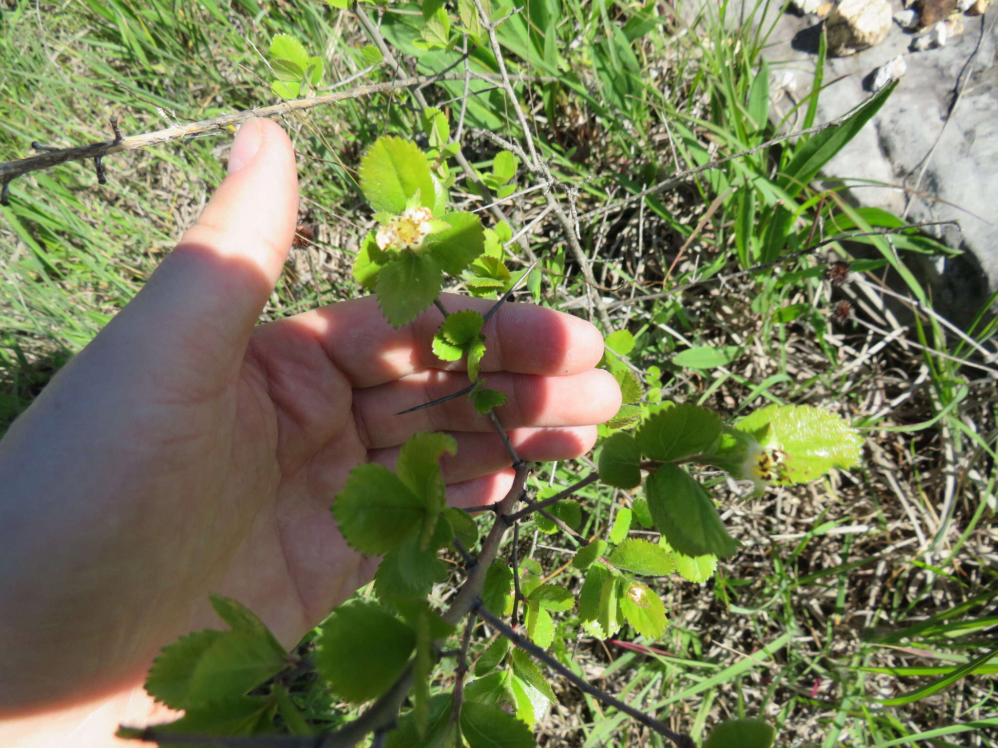 Imagem de Crataegus uniflora Muenchh.