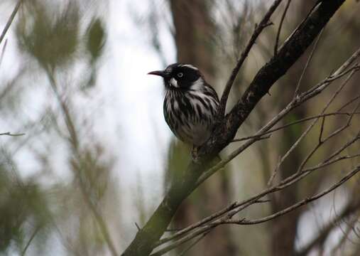 Image of New Holland Honeyeater