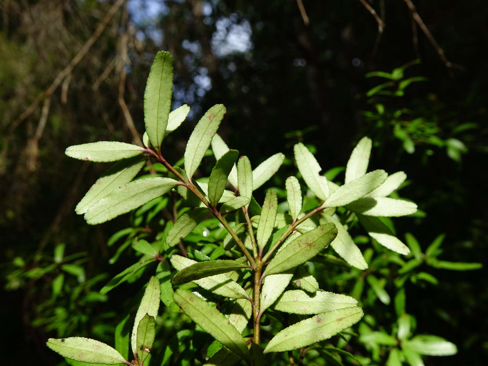 Image of Leionema nudum (Hook.) Paul G. Wilson