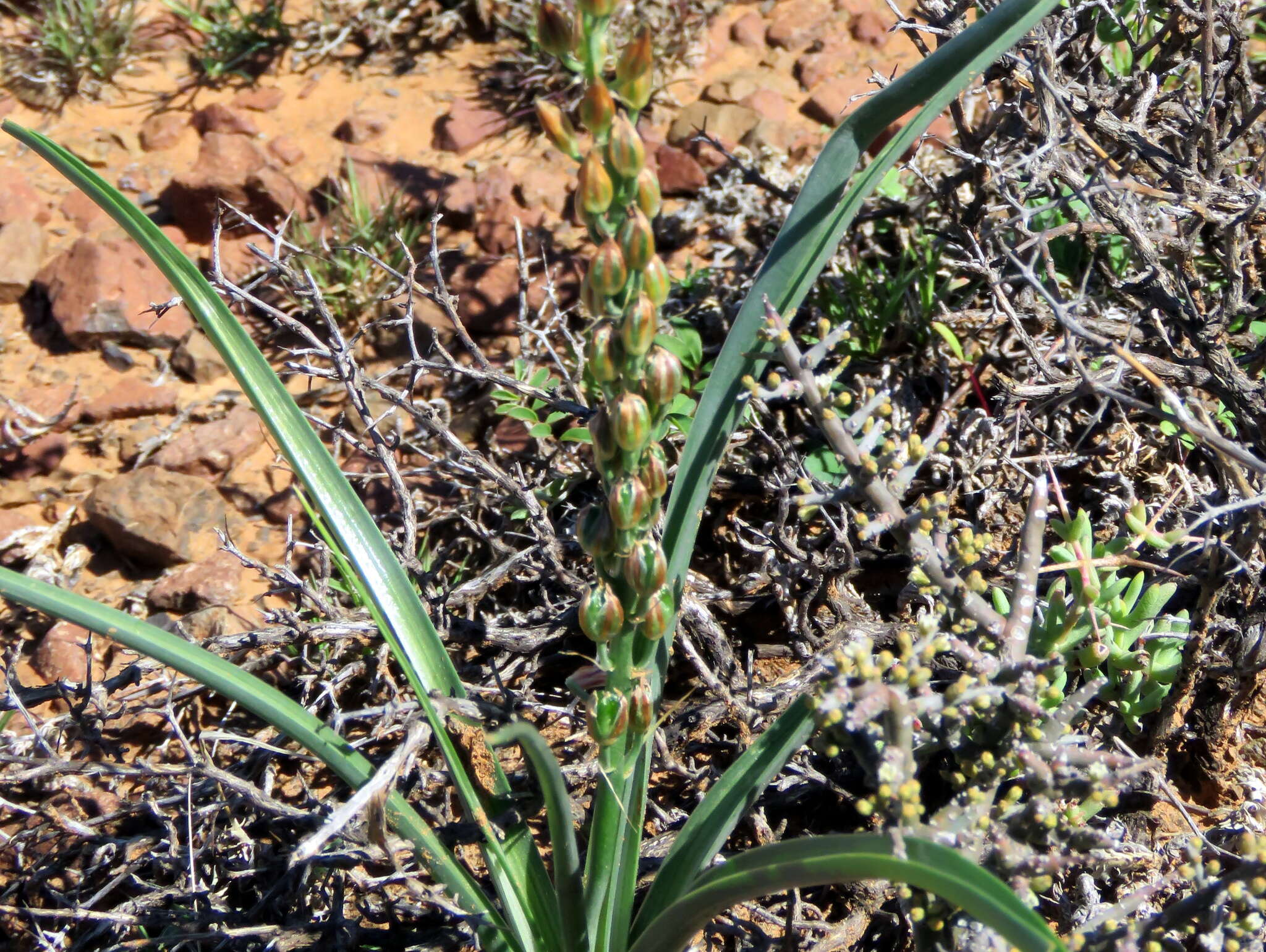 Image of Albuca virens (Lindl.) J. C. Manning & Goldblatt