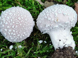 Image of Lycoperdon mammiforme Pers. 1801