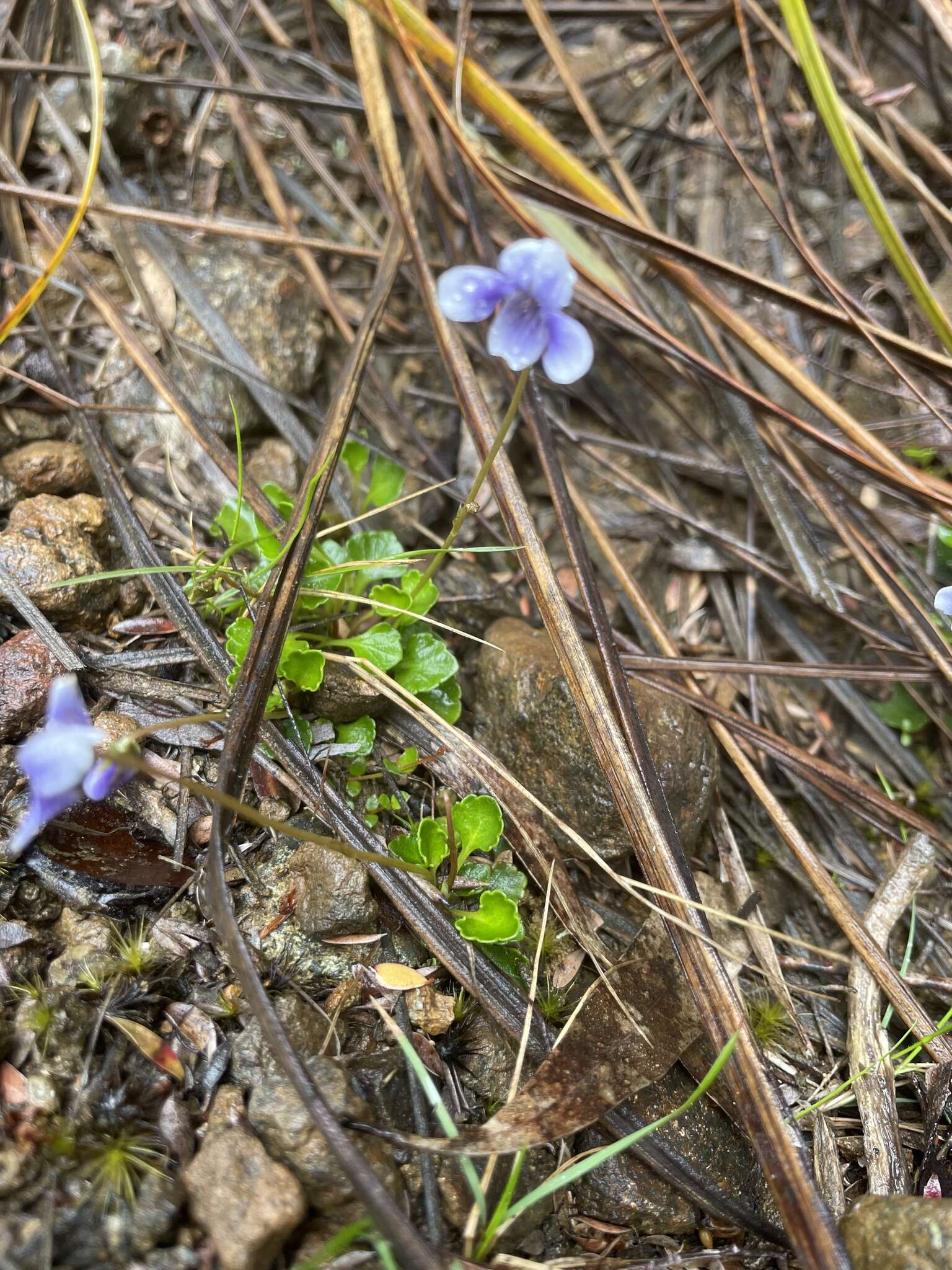 Image of Viola serpentinicola