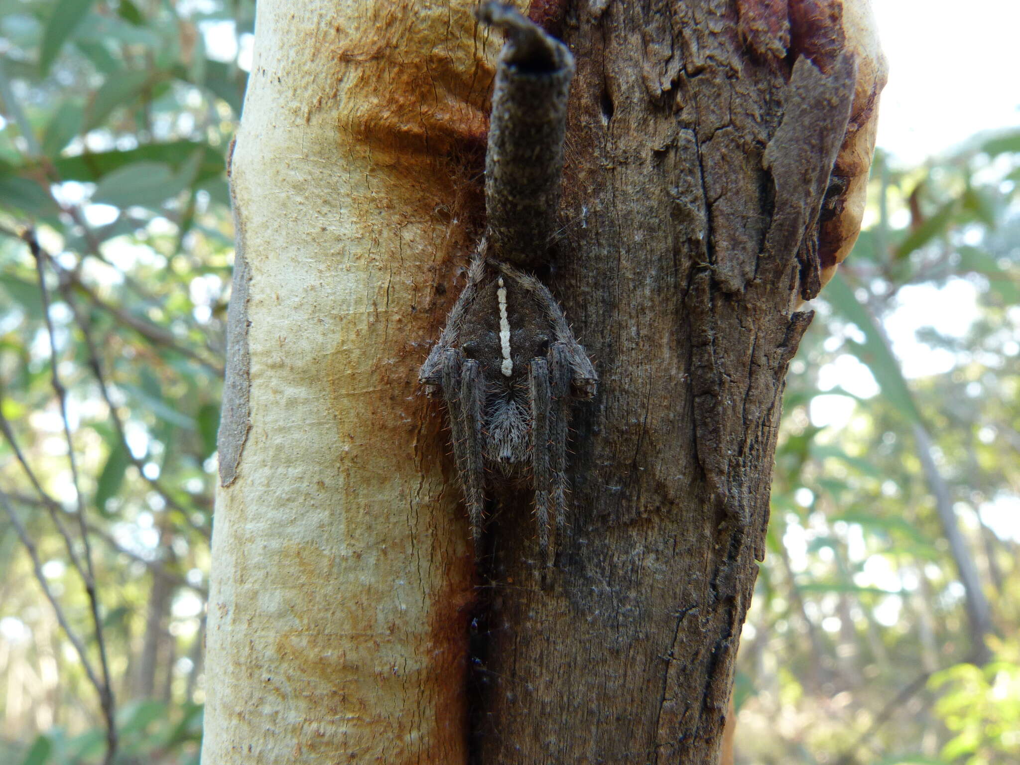 Image of Hortophora biapicata (L. Koch 1871)