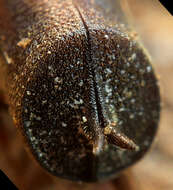 Xylobosca bispinosa (MacLeay 1873) resmi