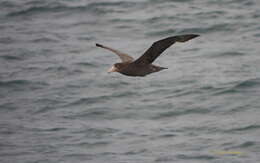 Image of Antarctic Giant-Petrel